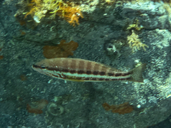 Serranus cabrilla