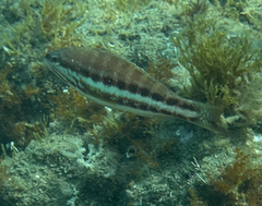 Serranus cabrilla
