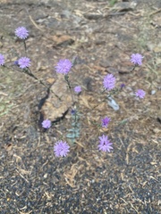Lessingia leptoclada