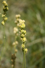 Tofieldia calyculata