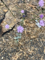 Lessingia leptoclada