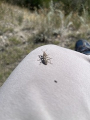 Cyphocleonus achates