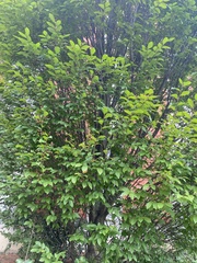 Carpinus caroliniana