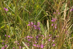 Lythrum