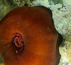 Actinia mediterranea