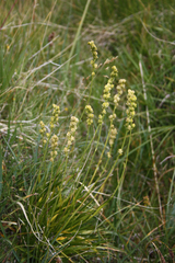 Tofieldia calyculata
