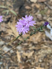 Lessingia leptoclada