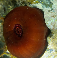 Actinia mediterranea