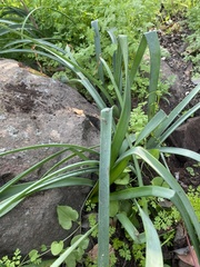 Phycella cyrtanthoides