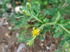 Senecio viscosus