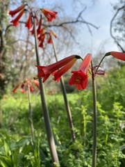 Phycella cyrtanthoides