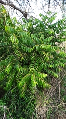 Casearia sylvestris