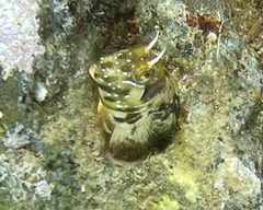 Aidablennius sphynx