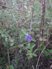 Scutellaria strigillosa