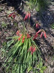 Phycella cyrtanthoides