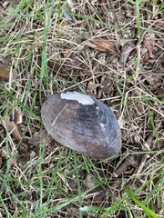 Unionidae
