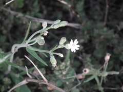 Silene aprica