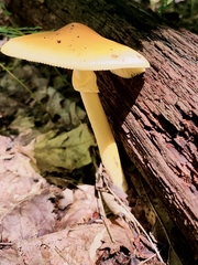 Amanita