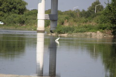 Ardea alba
