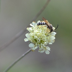 Halictus scabiosae