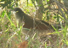 Centropus superciliosus burchellii