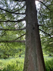 Taxodium