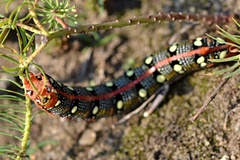 Hyles euphorbiae