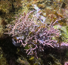 Amphiroa