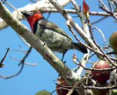 Lybius torquatus torquatus