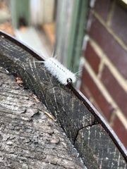 Lophocampa caryae