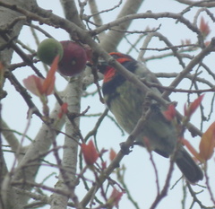 Lybius torquatus torquatus