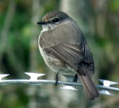 Muscicapa adusta adusta