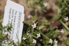 Calliopsis andreniformis