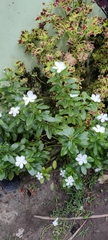 Catharanthus roseus