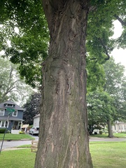 Acer nigrum
