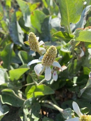Anemopsis californica