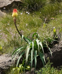 Kniphofia caulescens