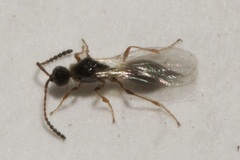 Diapria