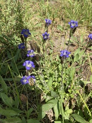 Gentiana
