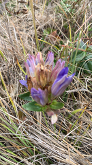 Gentiana affinis