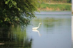 Ardea alba