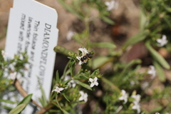 Calliopsis andreniformis