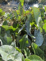 Anemopsis californica
