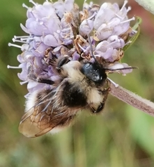Bombus bohemicus