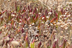 Carpobrotus edulis