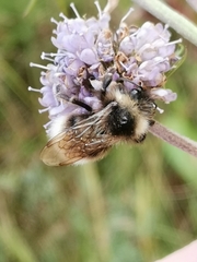 Bombus bohemicus