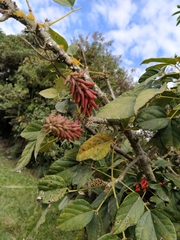 Erythrina rubrinervia