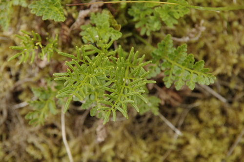 Image of Cryptogramma sitchensis by (c) Eric Knight, some rights reserved (CC BY)