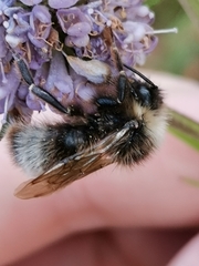 Bombus bohemicus