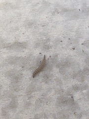 Stratiomyomorpha